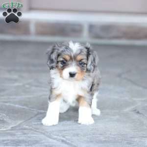 Jessa, Cavapoo Puppy